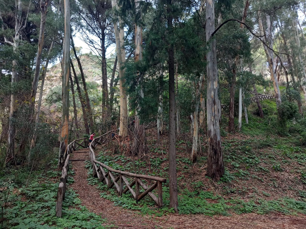 cdv caminia forest trail wooden railing 01